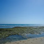 Clear blue sky over a rocky coastline at low tide.