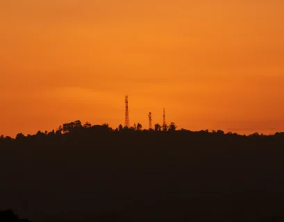 silhouette of trees during sunset