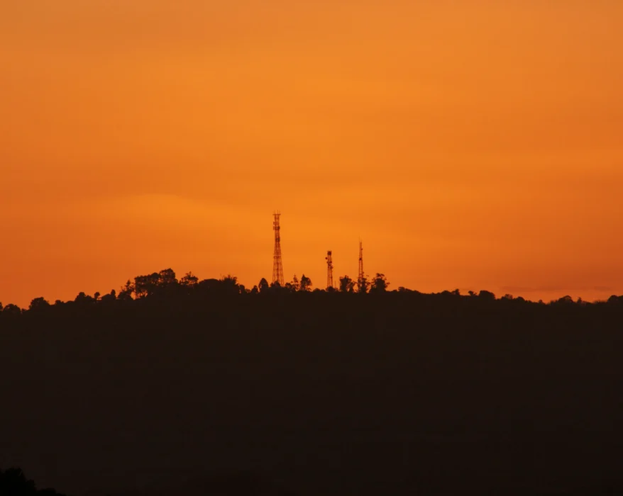 silhouette of trees during sunset